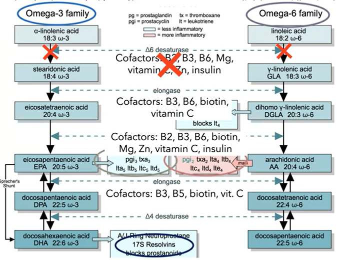 metabolic path