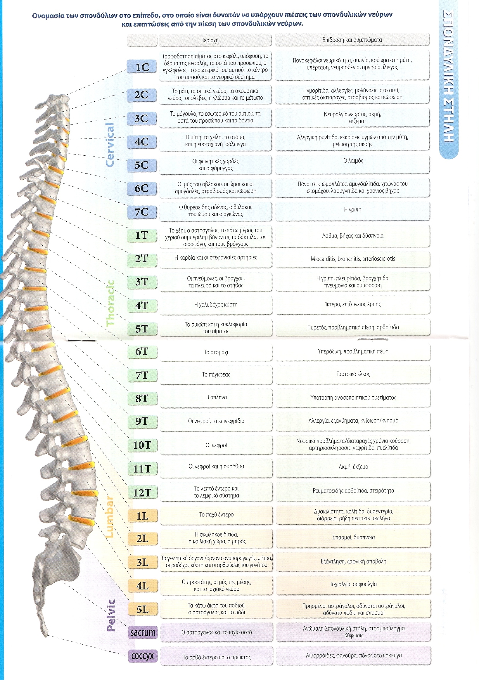 spinal cord nerves