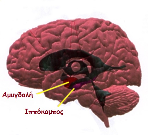 02a amygdala